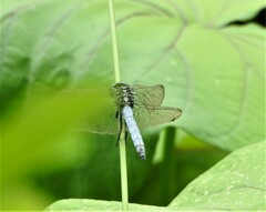 Orthetrum luzonicum