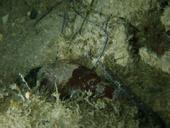 Scorpaenidae