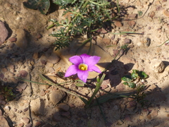 Romulea rosea