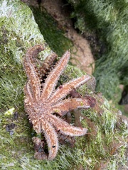 Coscinasterias muricata