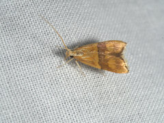 Crocanthes prasinopis