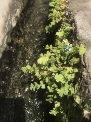 Adiantum capillus-veneris