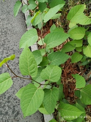 Reynoutria