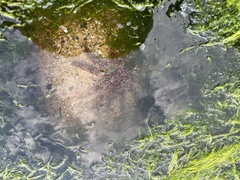 Coscinasterias muricata