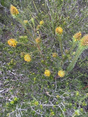 Phyllota phylicoides