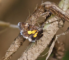 Heliothela ophideresana