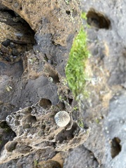 Bembicium nanum