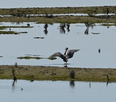 Egretta rufescens
