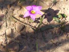 Romulea rosea