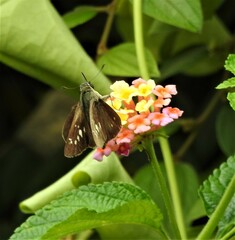 Borbo cinnara