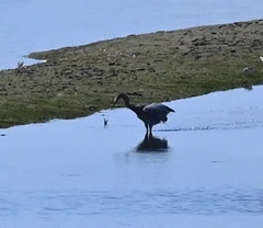 Egretta rufescens