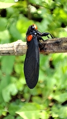 Huechys sanguinea