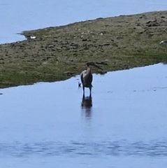 Egretta rufescens