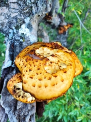 Pholiota