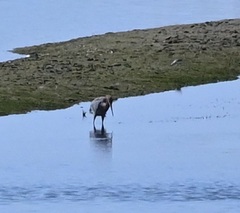 Egretta rufescens