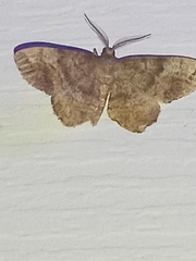 Hypagyrtis