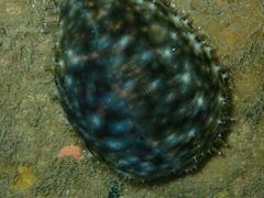Cypraea tigris