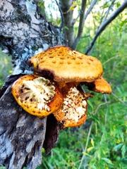 Pholiota