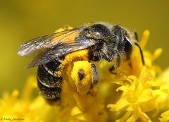 Callandrena