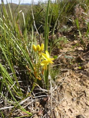 Bulbine