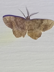 Hypagyrtis