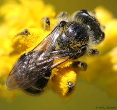 Callandrena