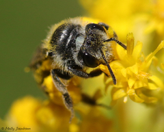 Callandrena