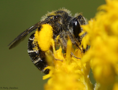 Callandrena