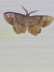 Hypagyrtis