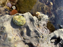 Cellana tramoserica