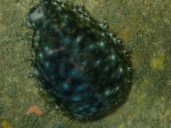 Cypraea tigris