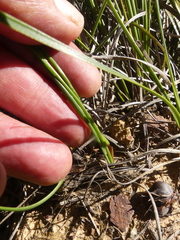 Bulbine