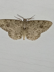 Ectropis crepuscularia