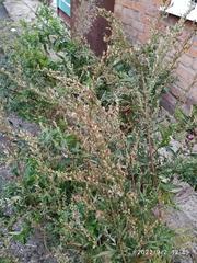 Artemisia vulgaris