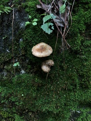 Fungi