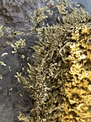 Galeolaria caespitosa