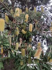 Banksia integrifolia