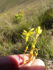 Bulbine