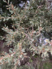 Leptospermum laevigatum