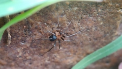 Gnaphosidae