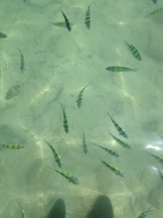 Abudefduf vaigiensis