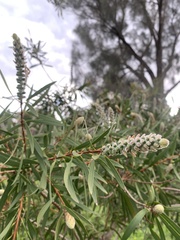 Melaleuca citrina