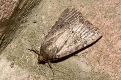 Amphipyra pyramidea