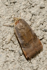 Noctua janthina