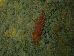 Baeolidia australis