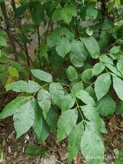 Fraxinus pennsylvanica