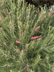 Melaleuca lanceolata