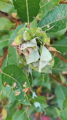 Rabdophaga rosaria