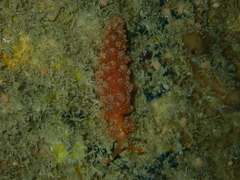 Baeolidia australis