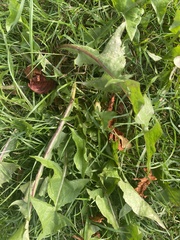 Taraxacum officinale